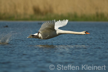 019 Höckerschwan im Flug (Cygnus olor)